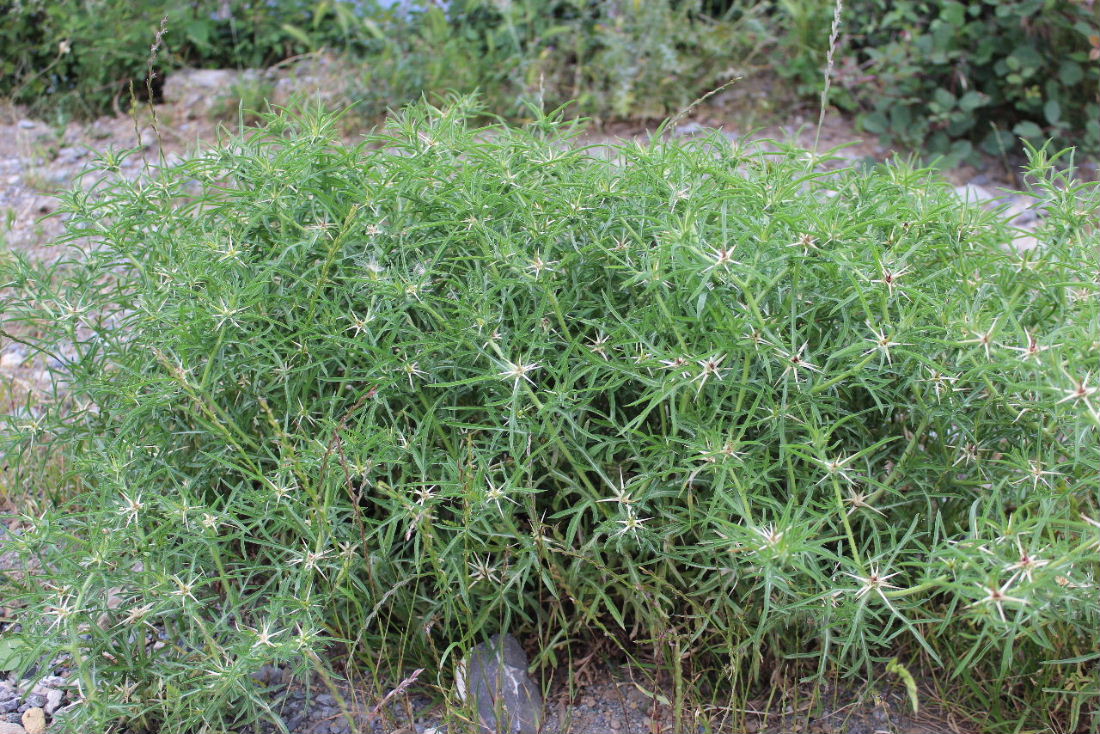 Centaurea calcitrapa / Fiordaliso stellato